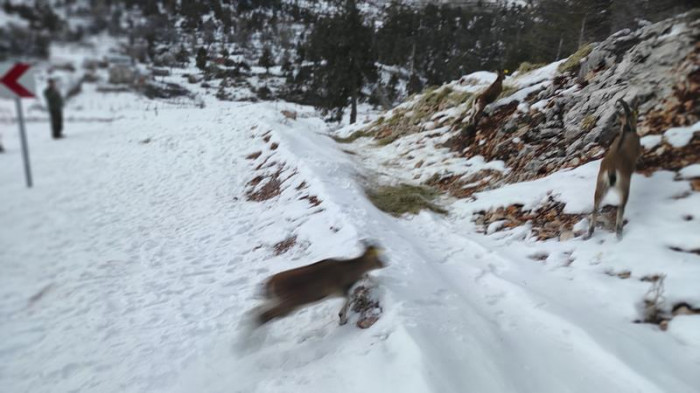 Karanlıkdere Kanyonu Tabiat Parkına Yaban Keçisi Yerleştirildi