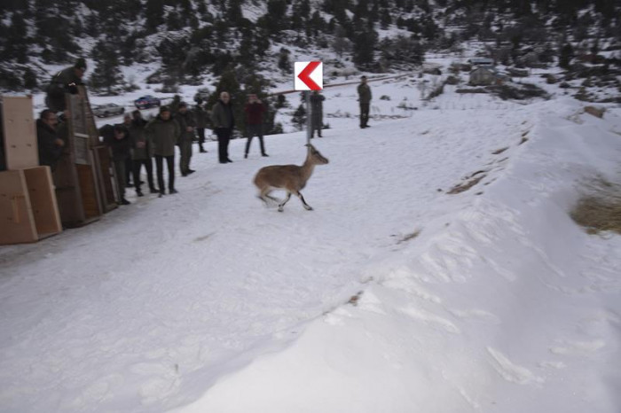 Karanlıkdere Kanyonu Tabiat Parkına Yaban Keçisi Yerleştirildi