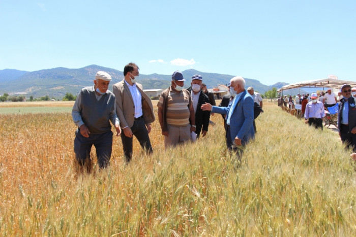 Bucak’ta çiftçilere demonstrasyon çalışması yapılan buğday çeşitleri tanıtıldı
