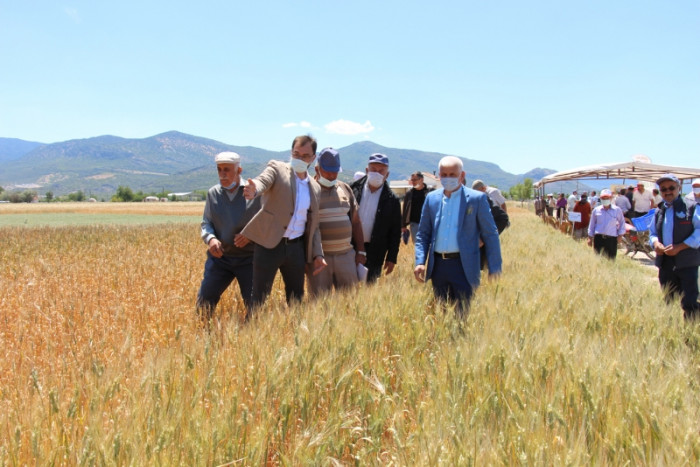 Bucak’ta çiftçilere demonstrasyon çalışması yapılan buğday çeşitleri tanıtıldı