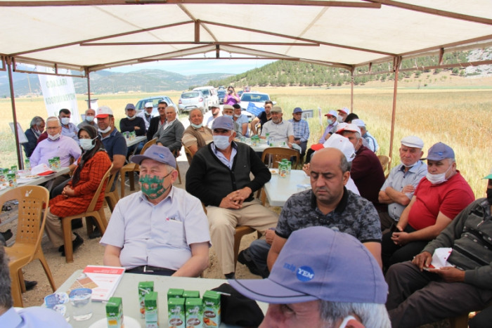 Bucak’ta çiftçilere demonstrasyon çalışması yapılan buğday çeşitleri tanıtıldı