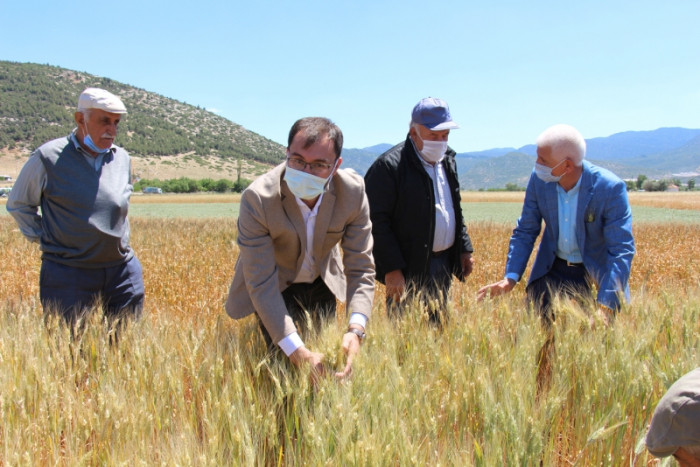 Bucak’ta çiftçilere demonstrasyon çalışması yapılan buğday çeşitleri tanıtıldı