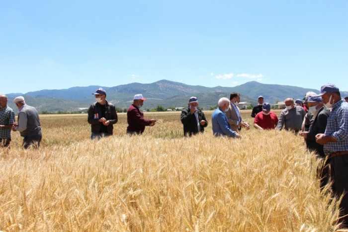 Bucak’ta çiftçilere demonstrasyon çalışması yapılan buğday çeşitleri tanıtıldı