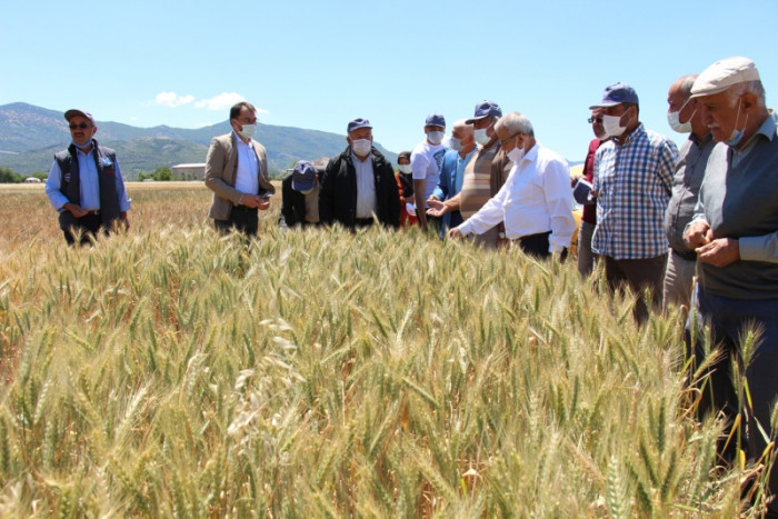 Bucak’ta çiftçilere demonstrasyon çalışması yapılan buğday çeşitleri tanıtıldı