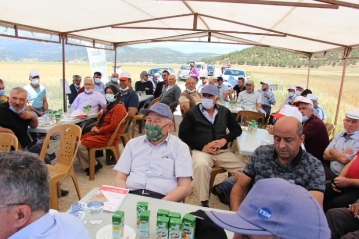 Bucak’ta çiftçilere demonstrasyon çalışması yapılan buğday çeşitleri tanıtıldı