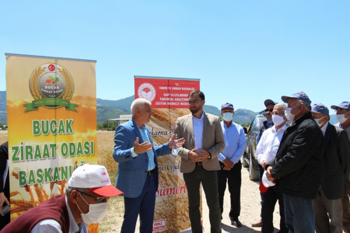 Bucak’ta çiftçilere demonstrasyon çalışması yapılan buğday çeşitleri tanıtıldı