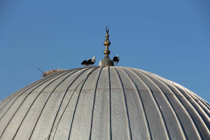 Leylekler 5 yıldır cami çatısına yuva yapıyorlar