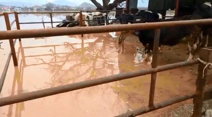 Bucak'ta dere suyu taştı, evler su altında kaldı