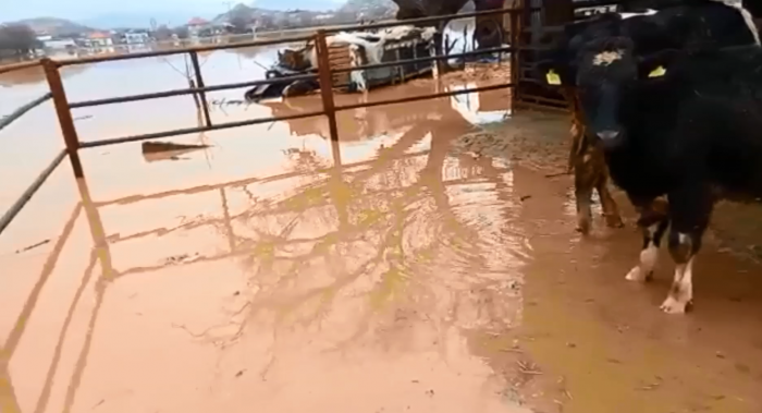 Bucak'ta dere suyu taştı, evler su altında kaldı