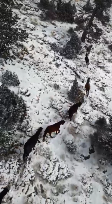 Bucak'ta yılkı atları drone ile görüntülendi
