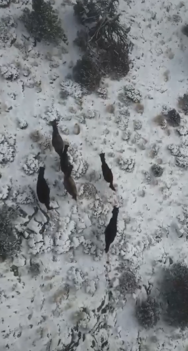 Bucak'ta yılkı atları drone ile görüntülendi