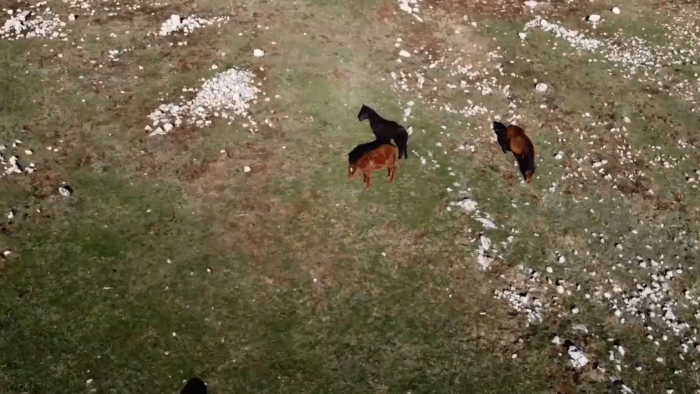 Bucak'ta yılkı atları drone ile görüntülendi