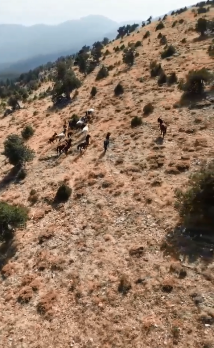 Bucak'ta yılkı atları drone ile görüntülendi