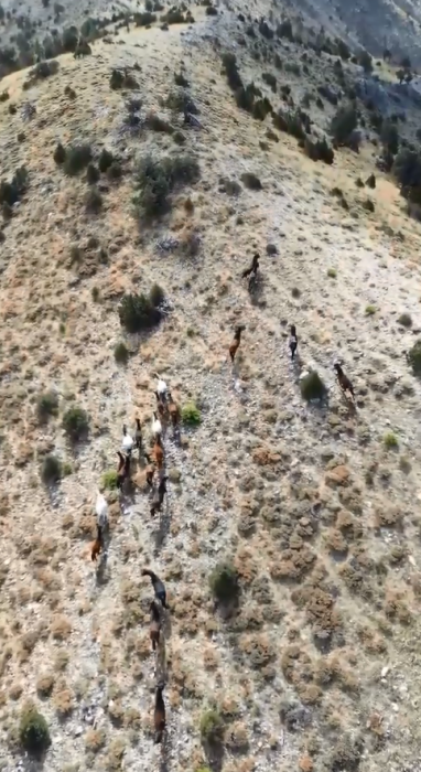 Bucak'ta yılkı atları drone ile görüntülendi