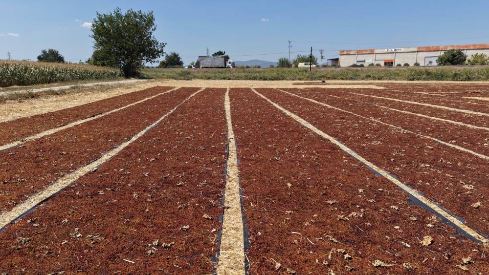 Manisa'da &uuml;z&uuml;m sergileri renk c&uuml;mb&uuml;ş&uuml; oluşturdu