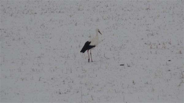 Kars'ta göç etmeyen leylek kara yakalandı