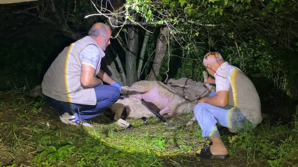Bursa'da yıldırım d&uuml;şt&uuml;, 6 koyun &ouml;ld&uuml;