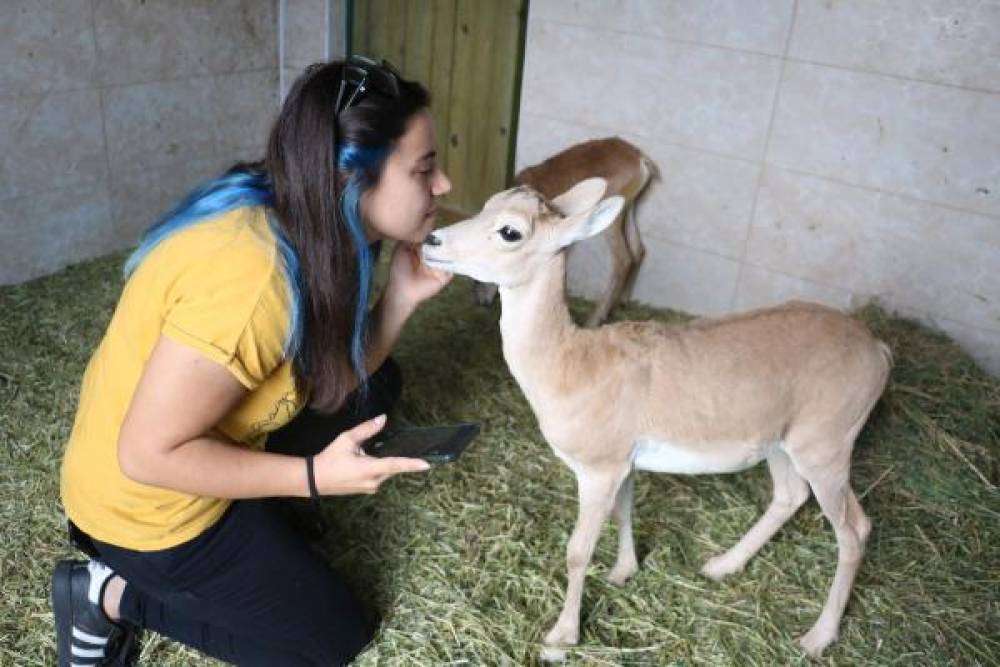 Anadolu yaban koyunu kuzuları, tedavi edildi