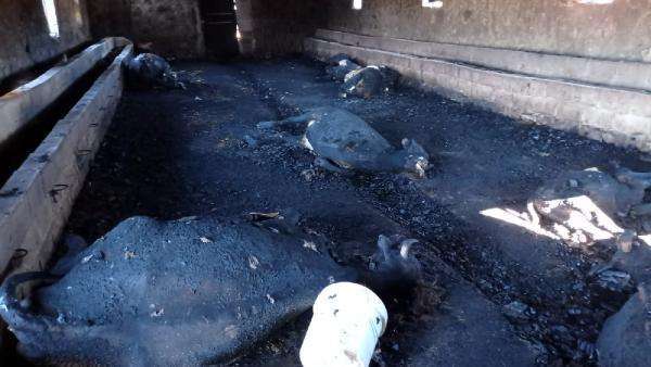 Ahır yangınında 12 inek öldü