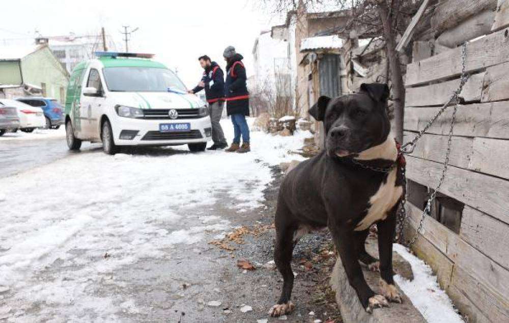 Pitbull ile sokakta yakalandı; 14 bin 982 lira ceza kesildi