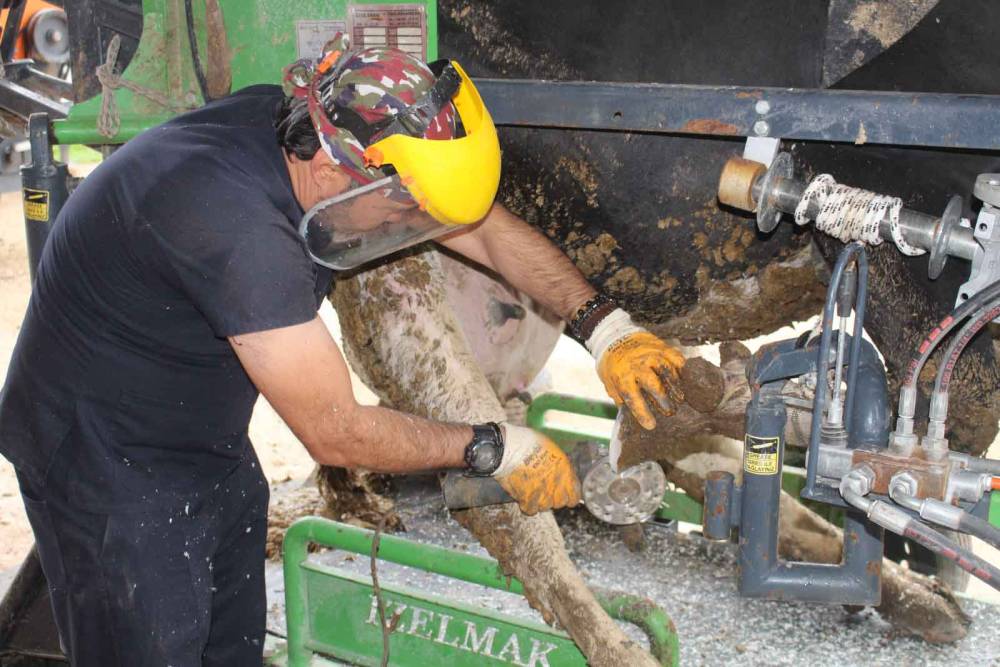 Korkuteli&rsquo;nde b&uuml;y&uuml;kbaş hayvanlara y&ouml;nelik &uuml;cretsiz tırnak bakımı