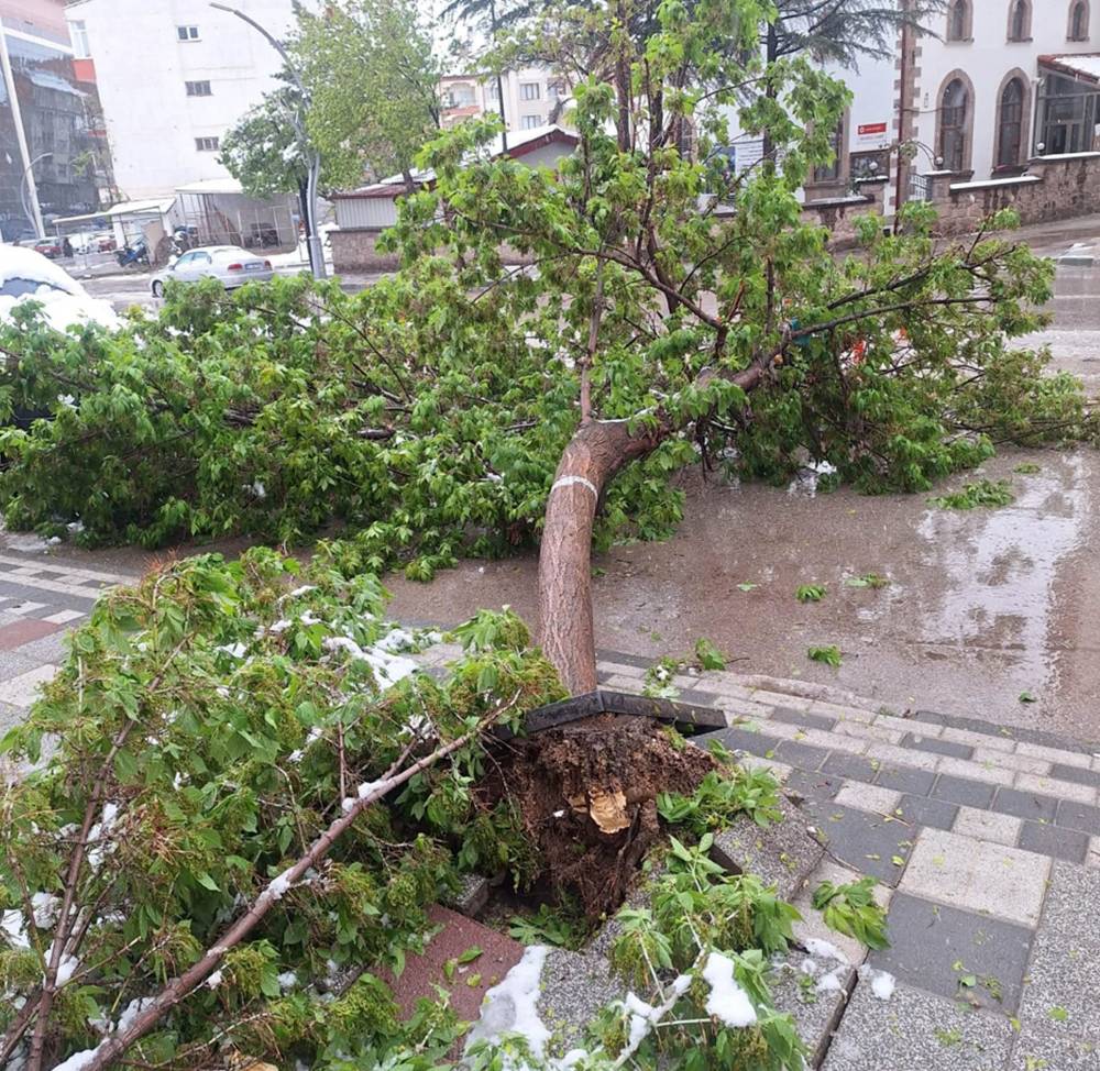Karın ağırlığına dayanamayan ağa&ccedil;lar devrildi
