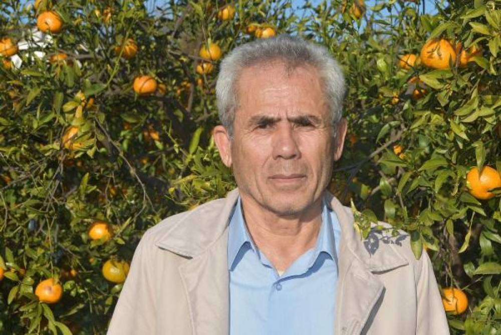 Bodrum mandalinasında hasat başladı