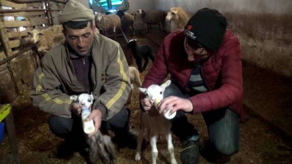 İkiz kuzuları biberonla besliyorlar