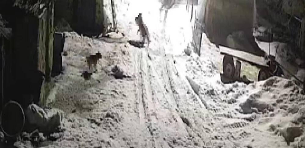 K&ouml;ye inen kurtlar k&ouml;peği alıp g&ouml;t&uuml;rd&uuml;