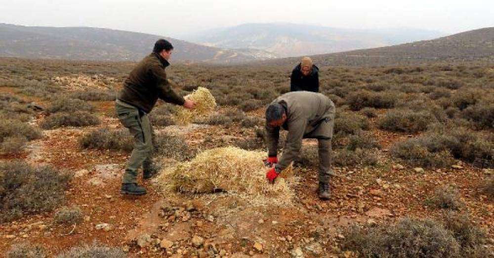 Yaban hayvanları için doğaya yem bırakıldı