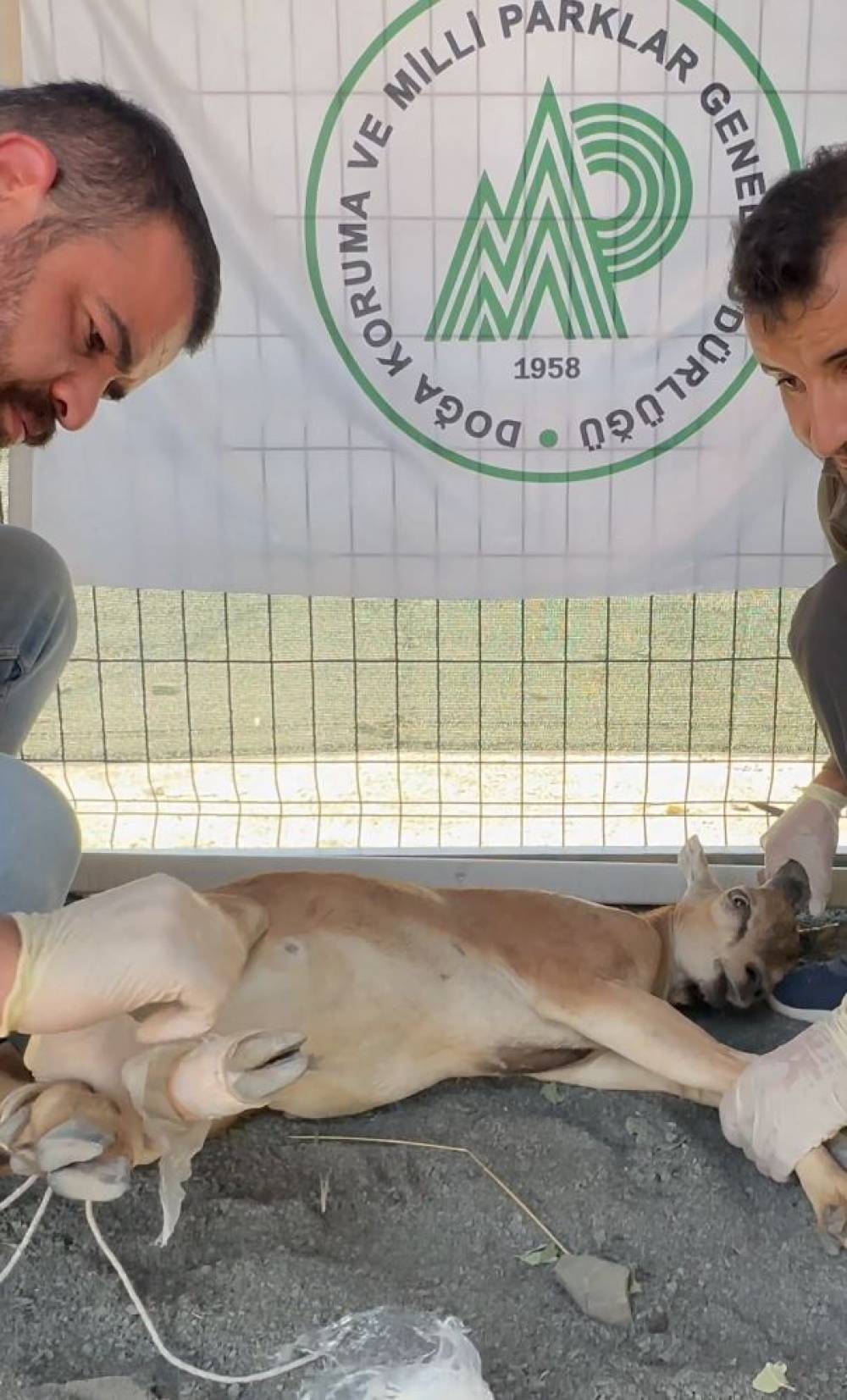 Koruma altındaki yaban ke&ccedil;isini yaralayan avcıya 1,2 milyon lira ceza