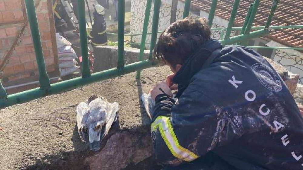 İtfaiye erinin suni teneffüs ve kalp masajı güvercinleri kurtarmaya yetmedi
