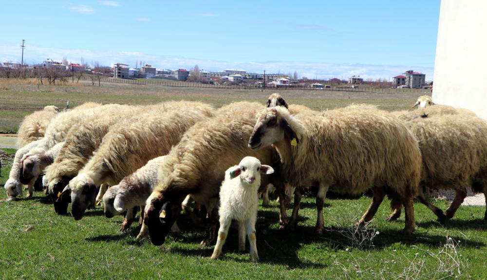 Van'da koruma altındaki Norduz koyunu doğumları başladı