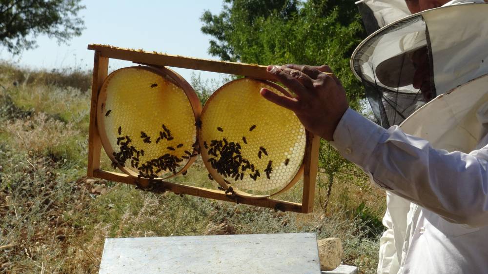 Gerc&uuml;ş&rsquo;te arıcılar son 10 yılın en iyi bal hasadını bekliyor