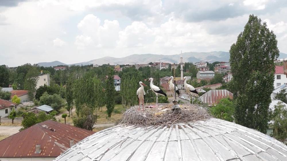 Mevsimler kayınca leylekler ge&ccedil; geldi