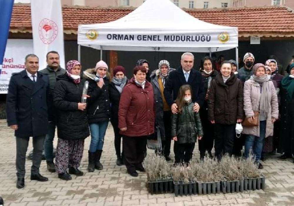Kadın üreticilere lavanta fidanı dağıtıldı