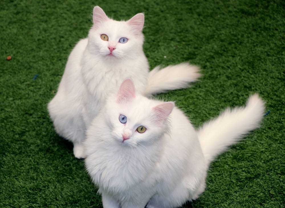 Van Kedi Villası'nın, yeni &uuml;yeleri i&ccedil;in hazırlıklar başladı