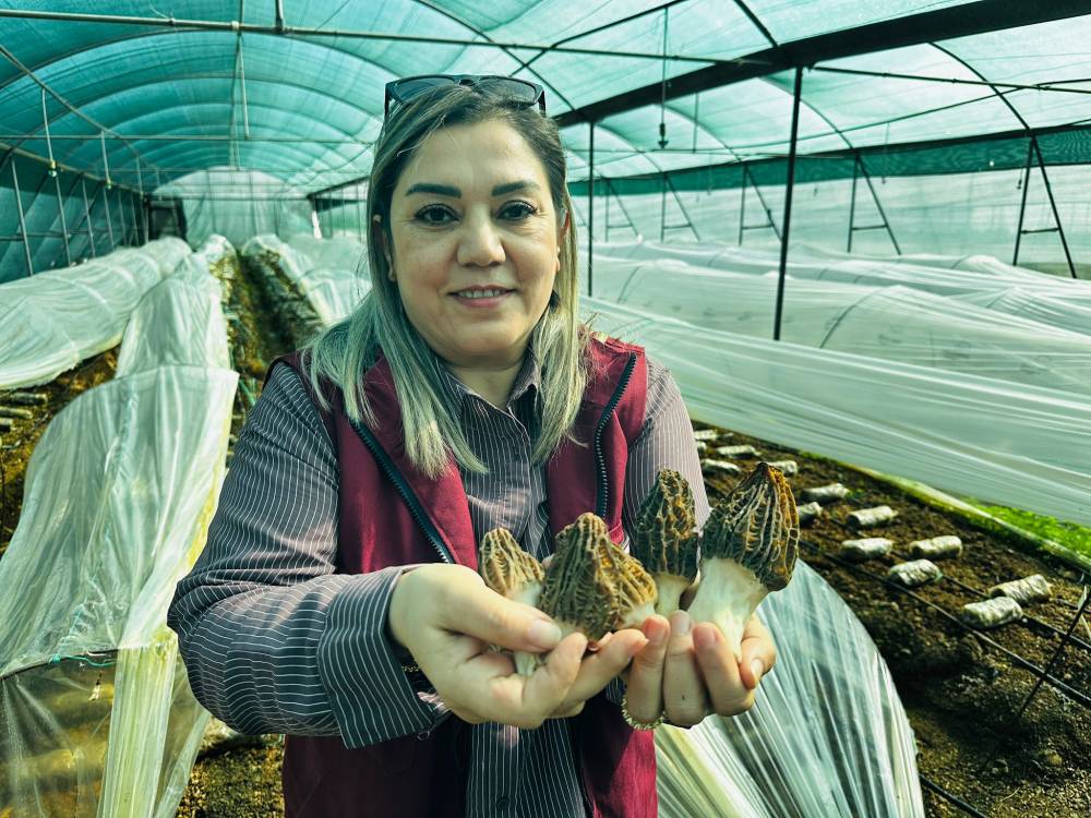 Mersin'de &ccedil;ift&ccedil;iler kilosu 5 bin TL'ye satılan kuzug&ouml;beği mantarı &uuml;retimini &ouml;ğrenecek
