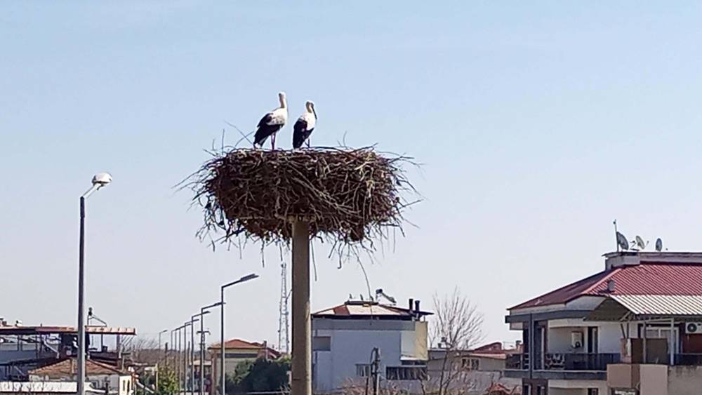 S&uuml;mer Mahallesi'ne baharın m&uuml;jdecisi olan yılın ilk leylekleri geldi