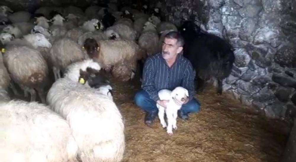 Kars'ta kuzu ölümleri korkuttu