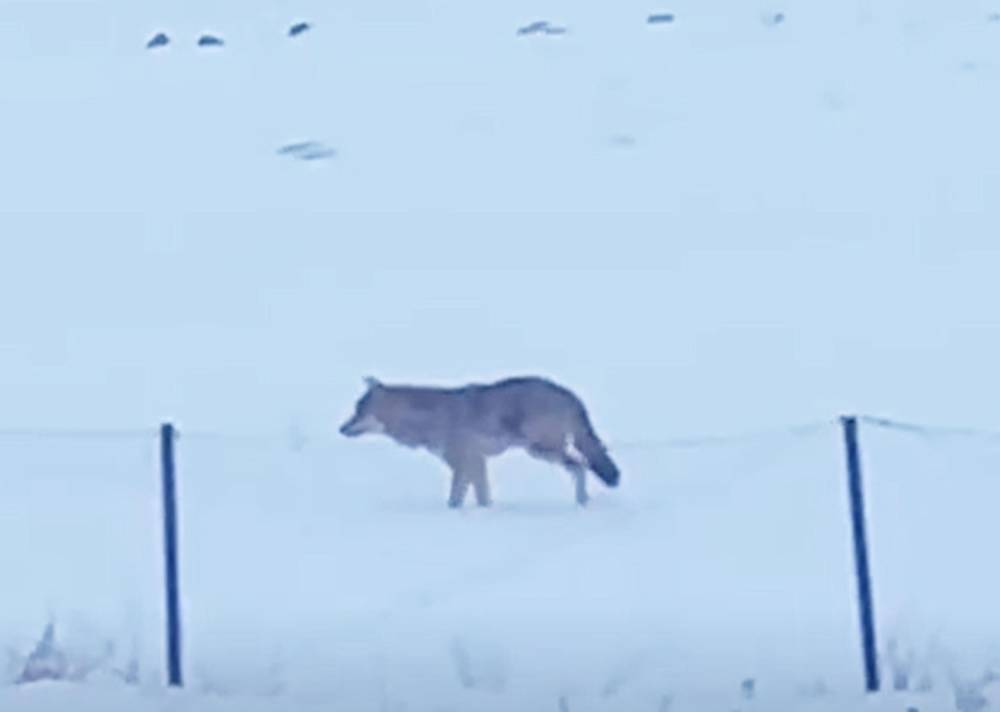 Yalnız&ccedil;am Dağları'nda 3 ayaklı kurdun yaşam m&uuml;cadelesi
