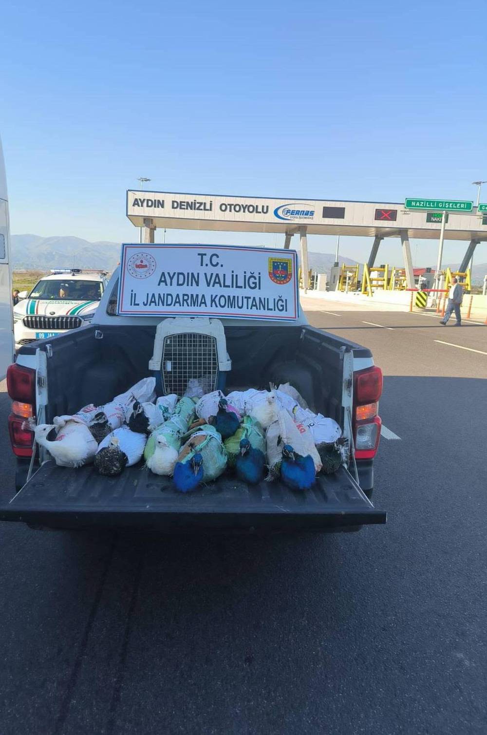 Yolcu otob&uuml;s&uuml;nde 12 tavus kuşu ele ge&ccedil;irildi