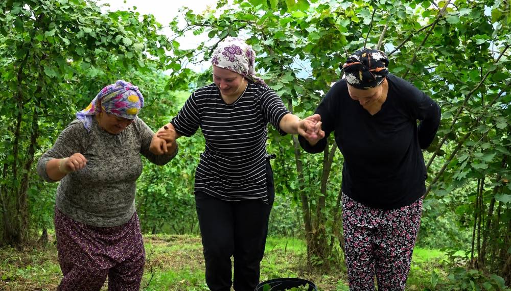 Karadeniz'de horonlu t&uuml;rk&uuml;l&uuml; fındık hasadı