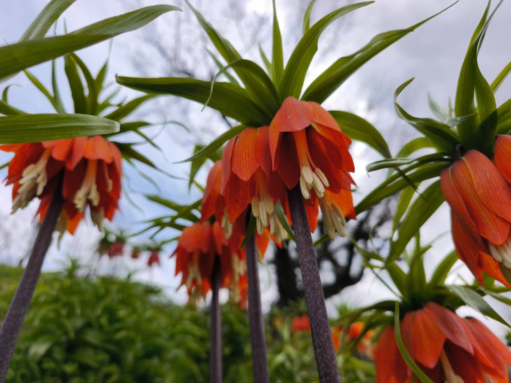 Koparmanın 700 bin lira cezasının olduğu 'ters lale' i&ccedil;in Sason'a ziyaret&ccedil;i akını