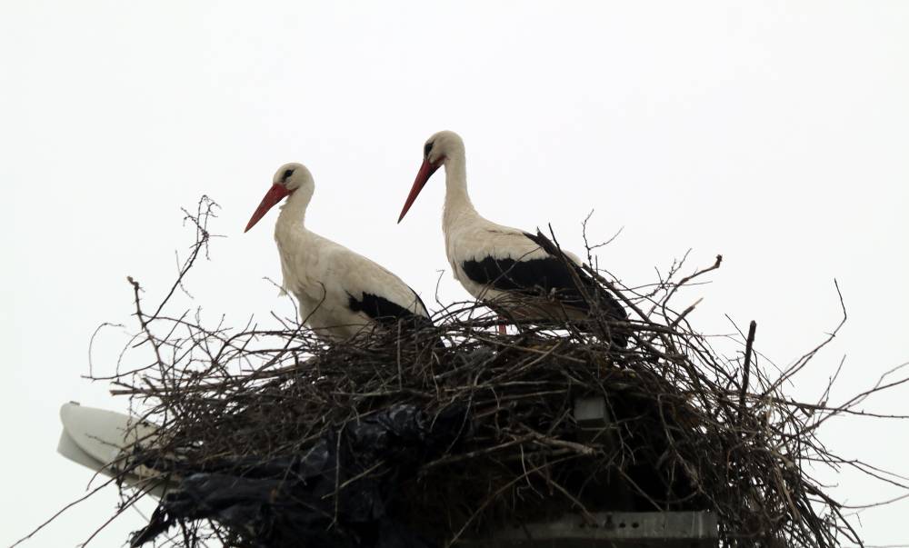 Yarık&ouml;y'&uuml;n misafirleri geldi
