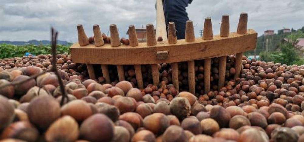 Fındık taban fiyatını aştı, 32 TL'ye yükseldi