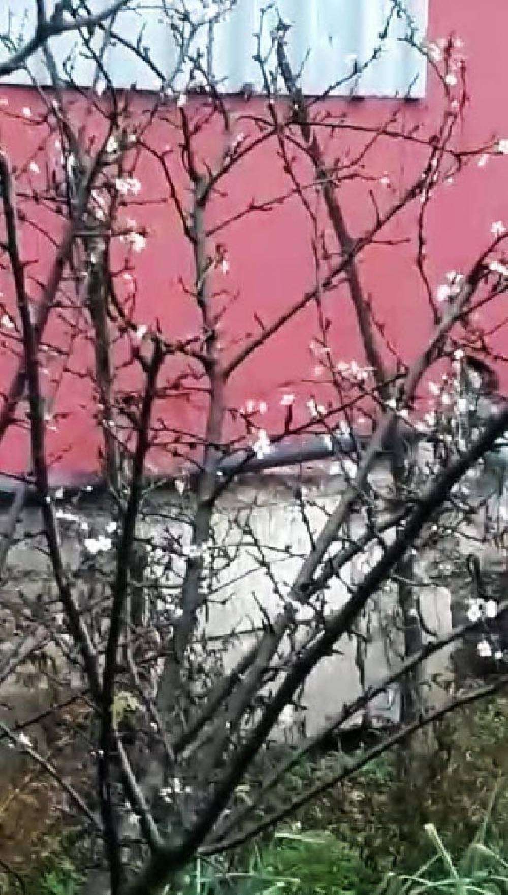 Erik ağacı ocak ayında çiçek açtı