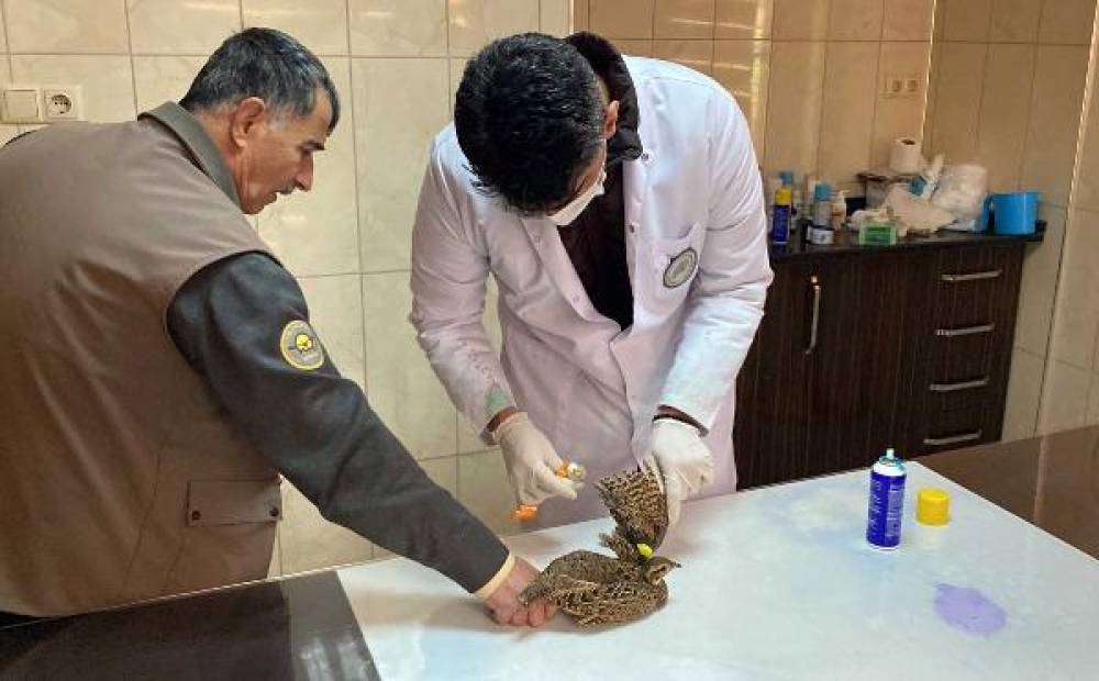 Nesli tehlike altındaki yaralı turaç tedavi ediliyor