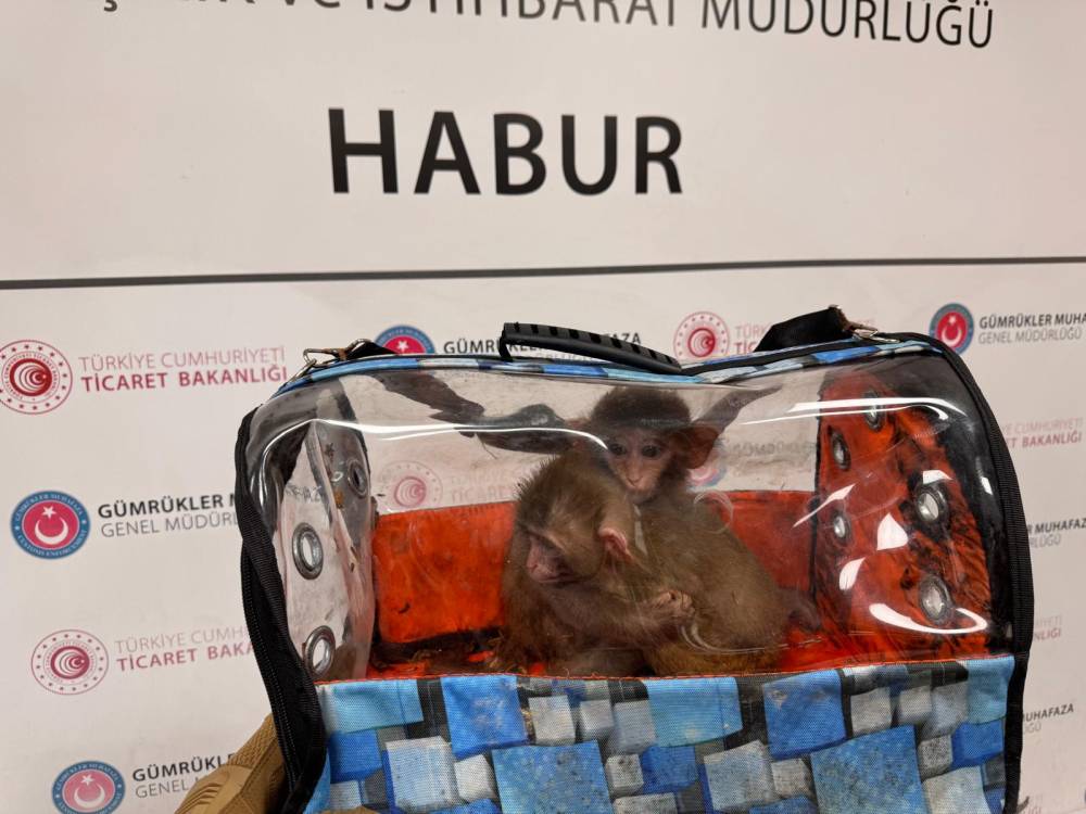 G&uuml;mr&uuml;kler Muhafaza ekipleri, 2025'te 85 bin 342 canlı hayvan ele ge&ccedil;irdi