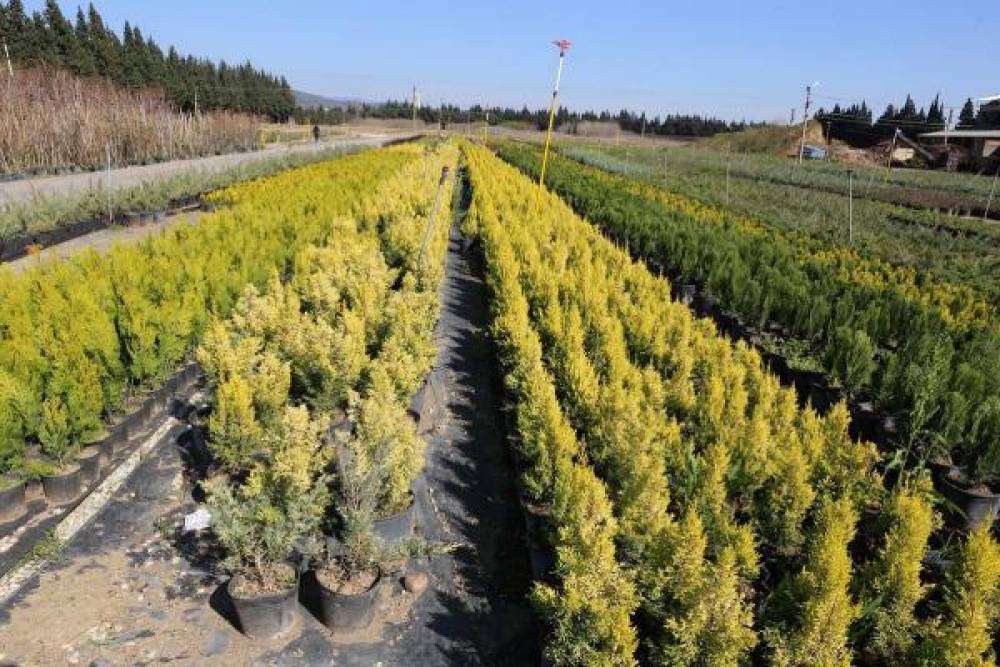 Yanan orman alanlarının yeniden yeşillendirilmesi için 2 milyon fidan